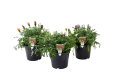 Sommerblomster mix 21 cm potte